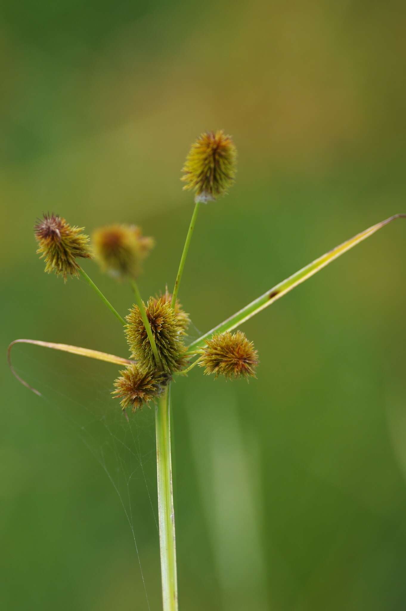 Image of ovateleaf flatsedge