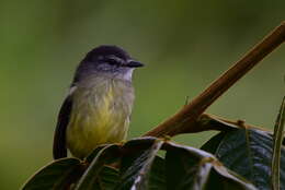 Image of Sooty-headed Tyrannulet