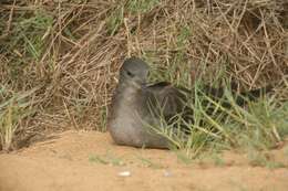 Image of Wedge-tailed Shearwater