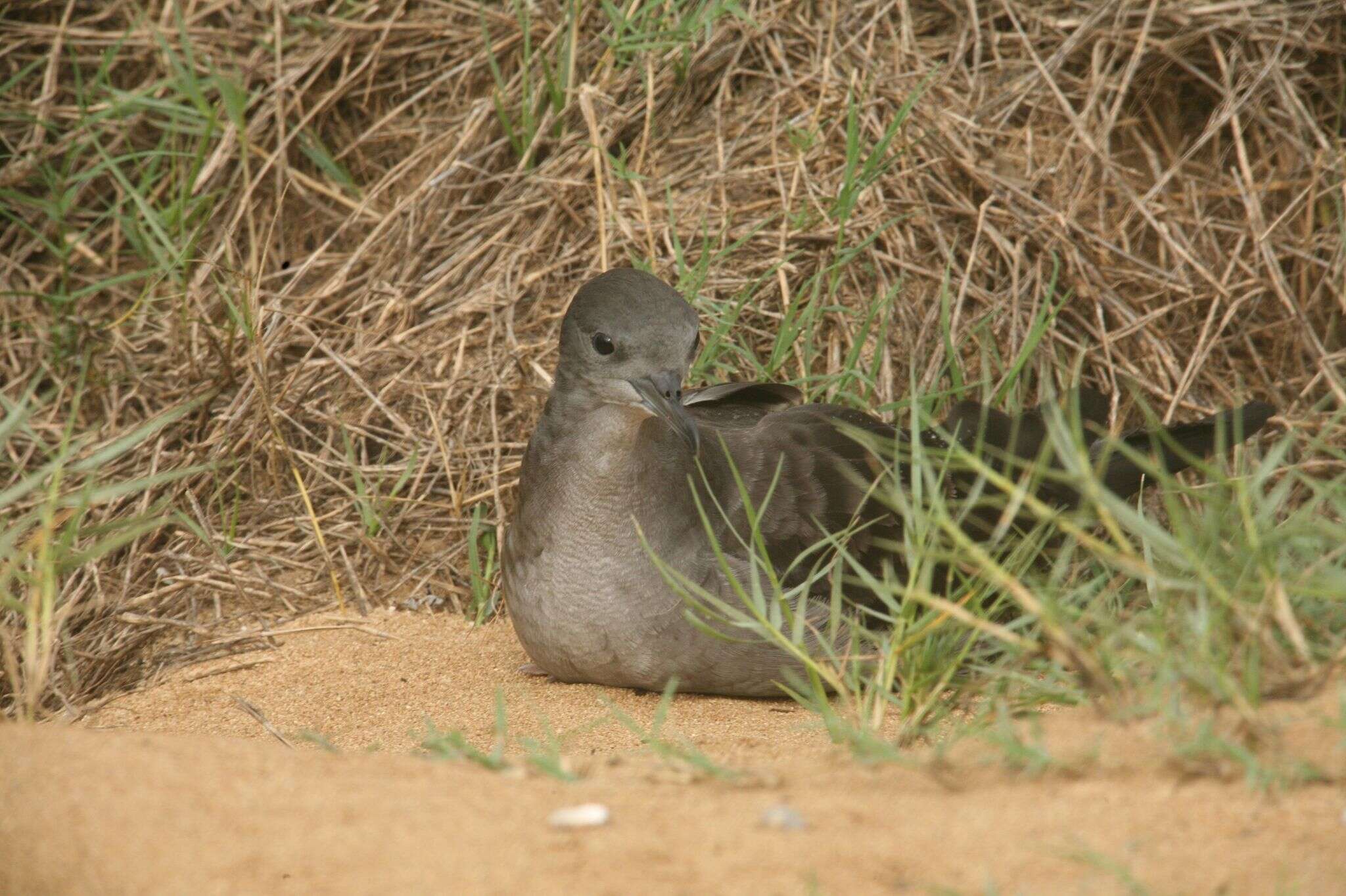 Image of Wedge-tailed Shearwater