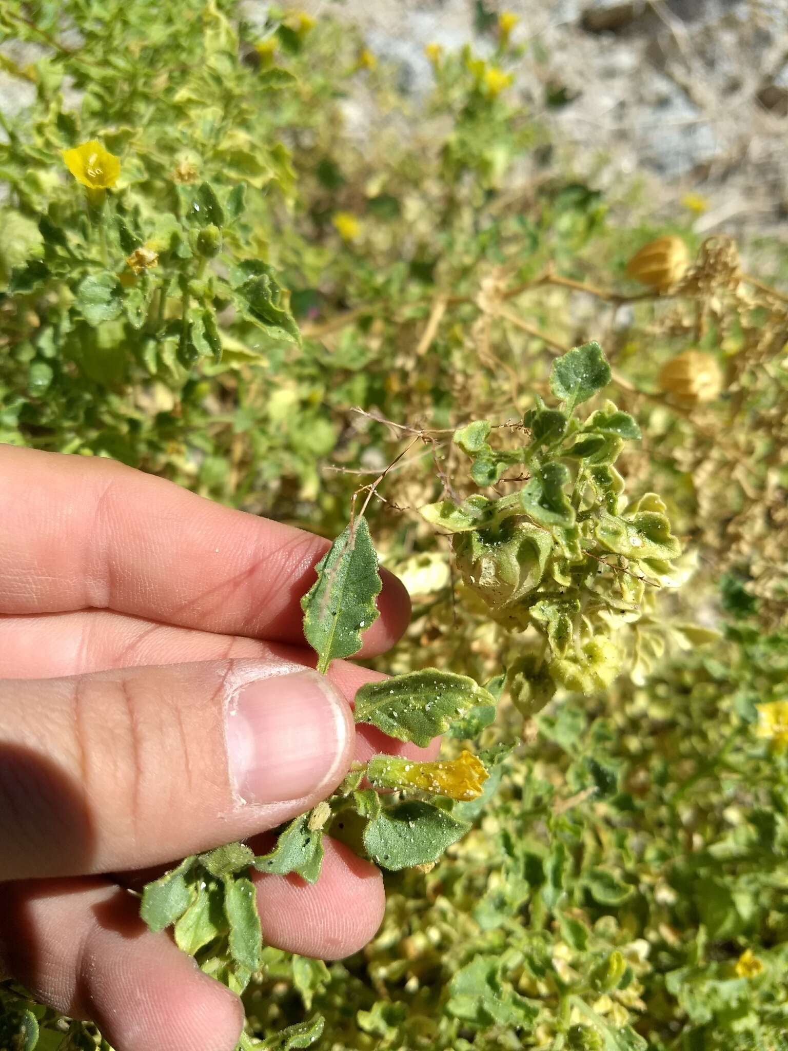 Image of Physalis crassifolia var. infundibularis I. M. Johnst.