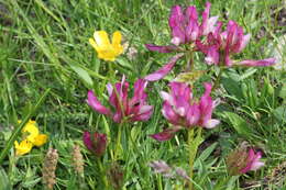 Trifolium alpinum L.的圖片