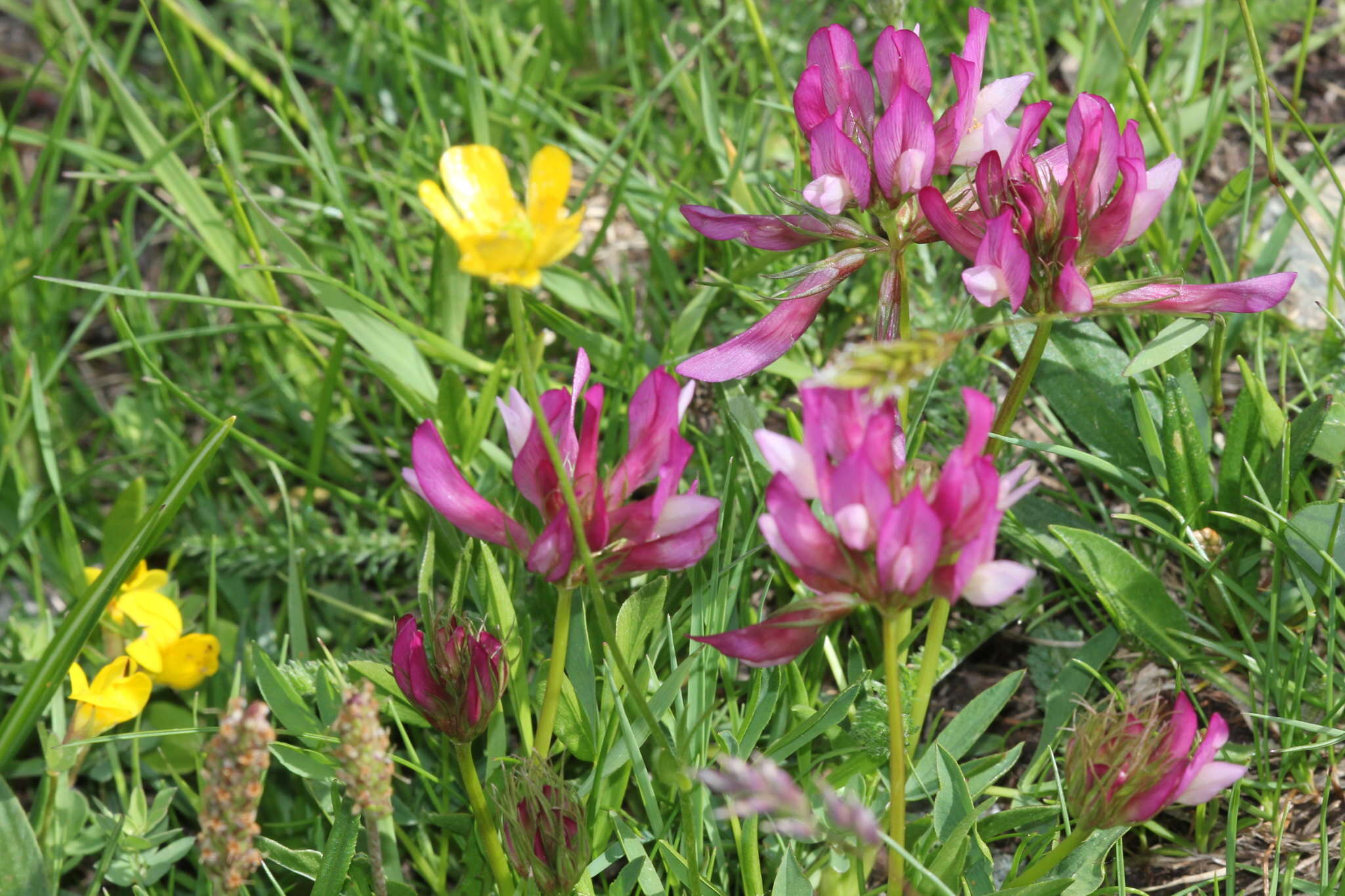 Trifolium alpinum L.的圖片