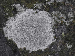 Image of Cinder lichen;   Rimmed lichen