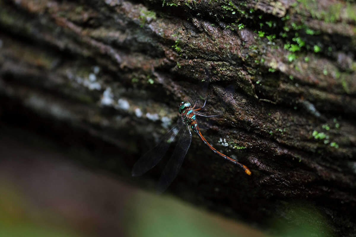 Image of Ochre-tipped Darner