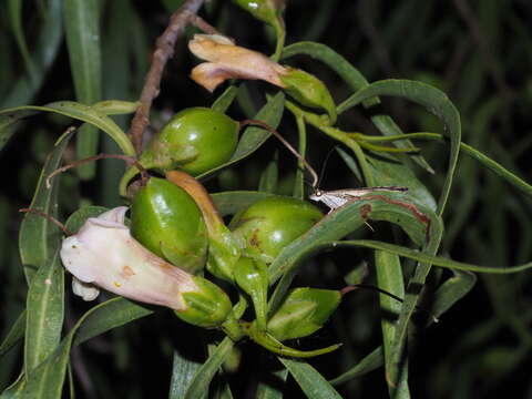 Imagem de Eremophila bignoniiflora (Benth.) F. Muell.