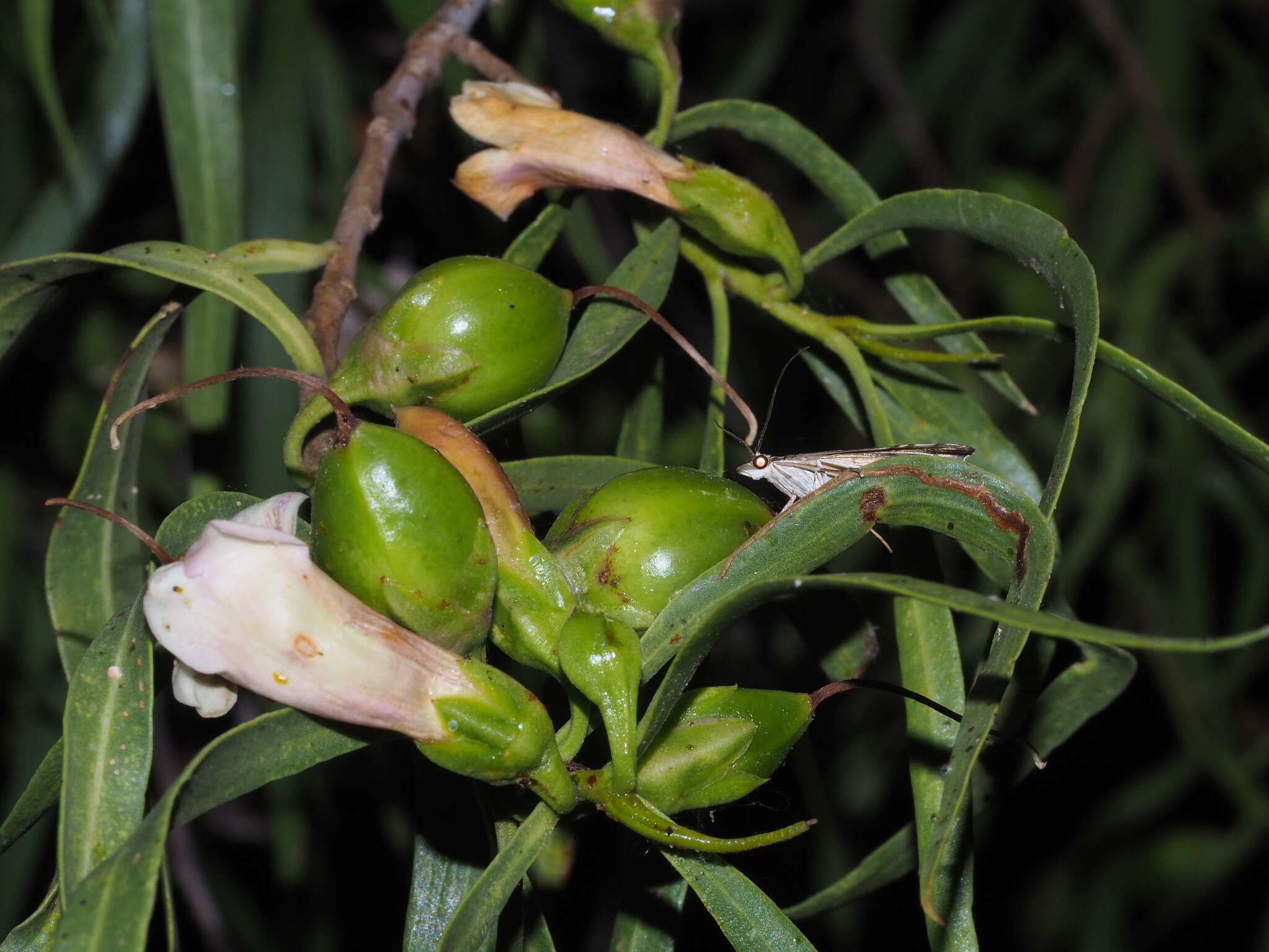 Imagem de Eremophila bignoniiflora (Benth.) F. Muell.