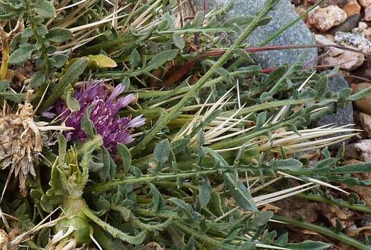 Слика од Centaurea pungens Pomel