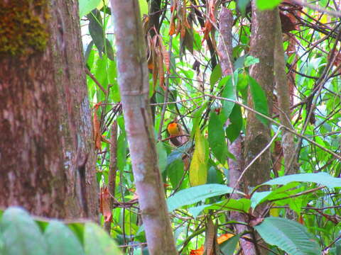 Image of Orange-collared Manakin