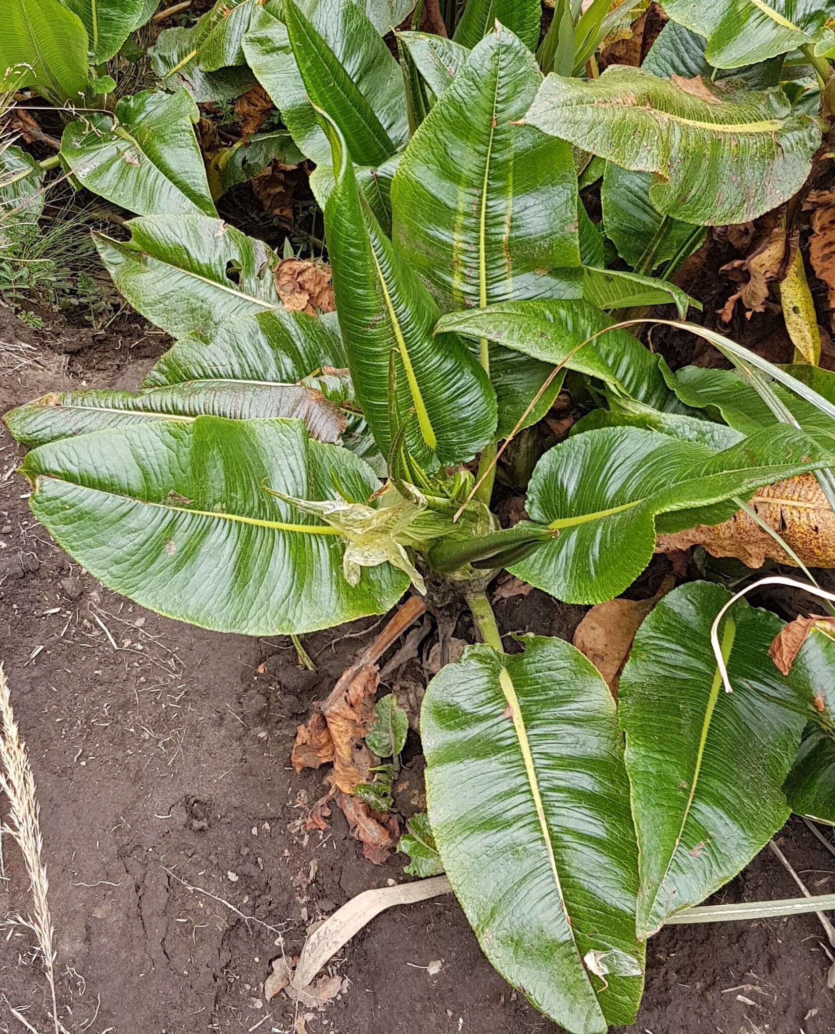 Rumex tolimensis Wedd.的圖片