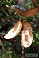 Image of Senegalia bonariensis (Gillies ex Hook. & Arn.) Seigler & Ebinger