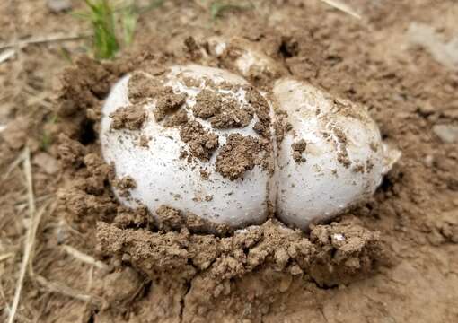 Image of Western giant puffball