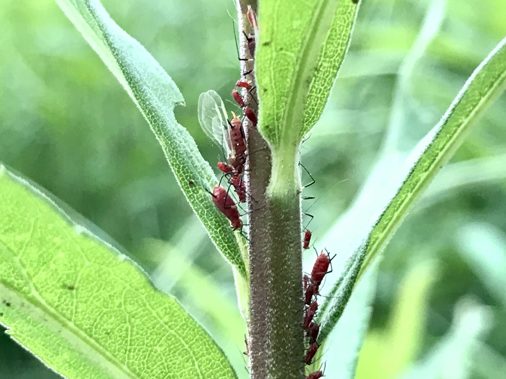 Image of Red Goldenrod Aphid