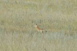 Image of Corsac Fox