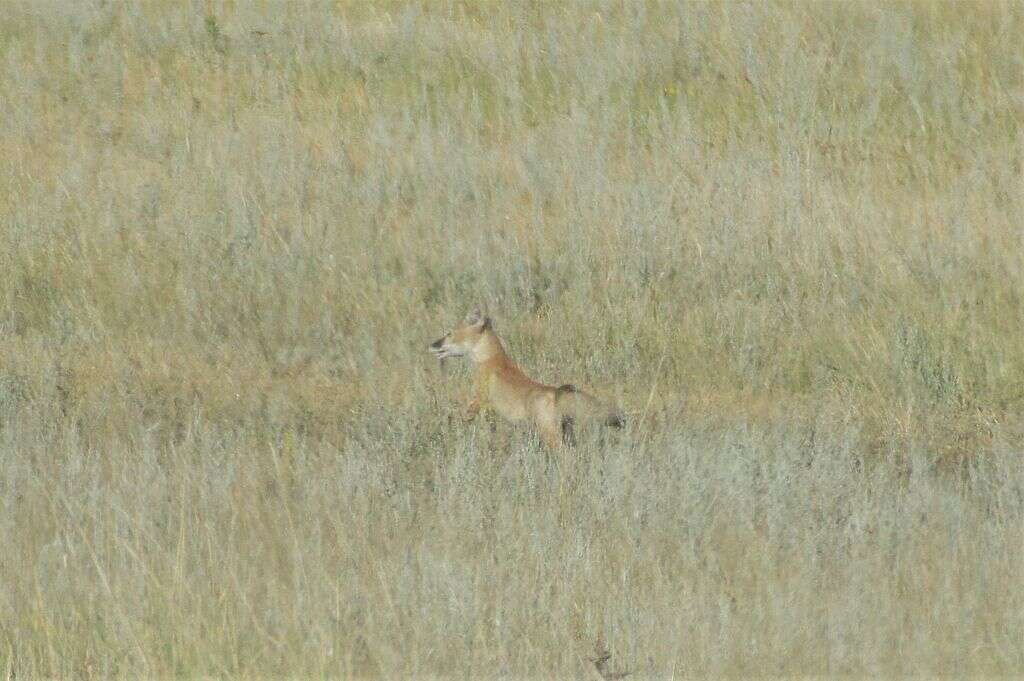 Plancia ëd Vulpes corsac (Linnaeus 1768)