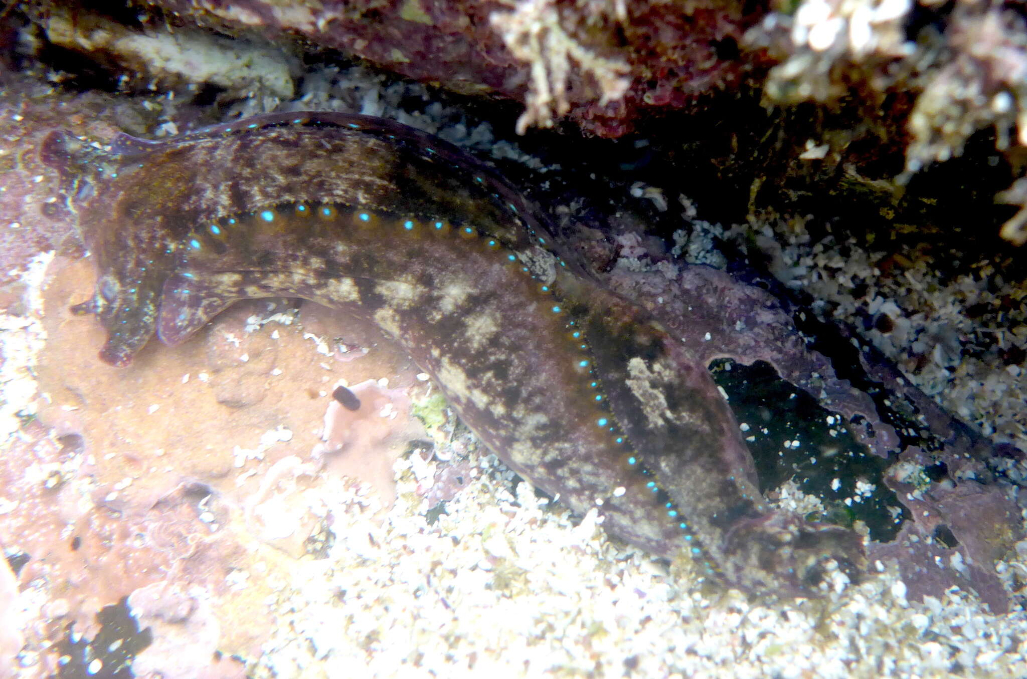 Image of Navanax aenigmaticus (Bergh 1893)