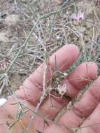 Слика од Gypsophila capillaris (Forsk.) C. Chr.