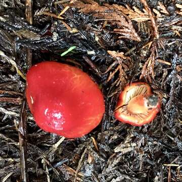 Слика од Hygrocybe aurantiosplendens R. Haller Aar. 1954