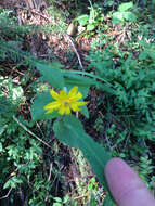 Image of heartleaf arnica