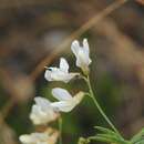 Image of Vicia kokanica Regel & Schmalh.