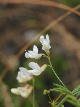 Image of Vicia kokanica Regel & Schmalh.