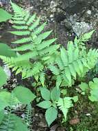 Image of log fern