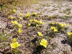 Image of Moraea fugacissima (L. fil.) Goldblatt