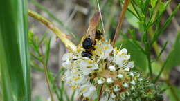 Image of Philanthus sanbornii Cresson 1865