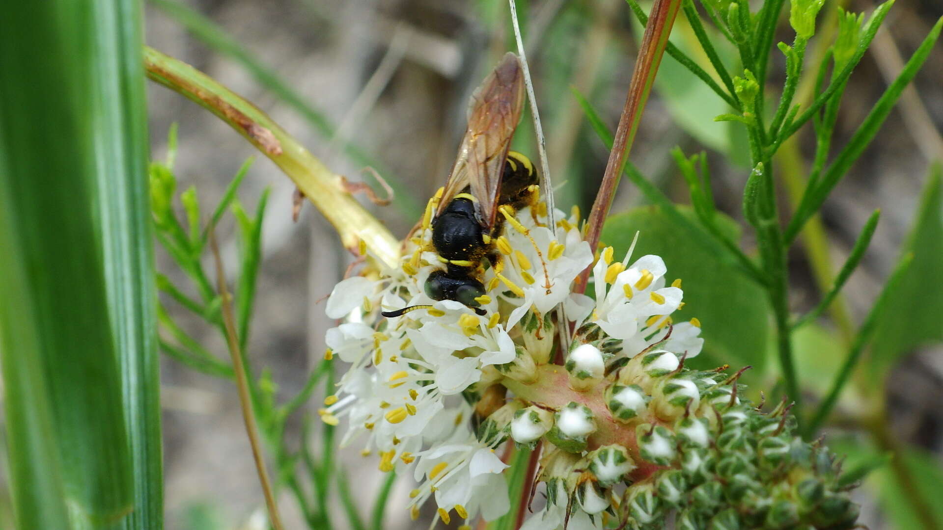 Imagem de Philanthus sanbornii Cresson 1865