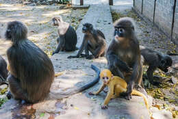 Image of Trachypithecus phayrei shanicus (Wroughton 1917)