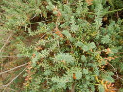 Image of alkali seepweed