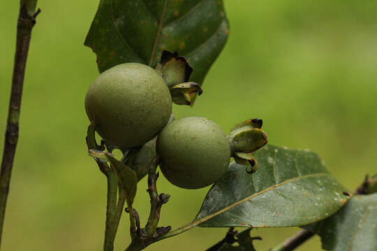 صورة Leptactina arborescens (Welw. ex Benth. & Hook. fil.) De Block