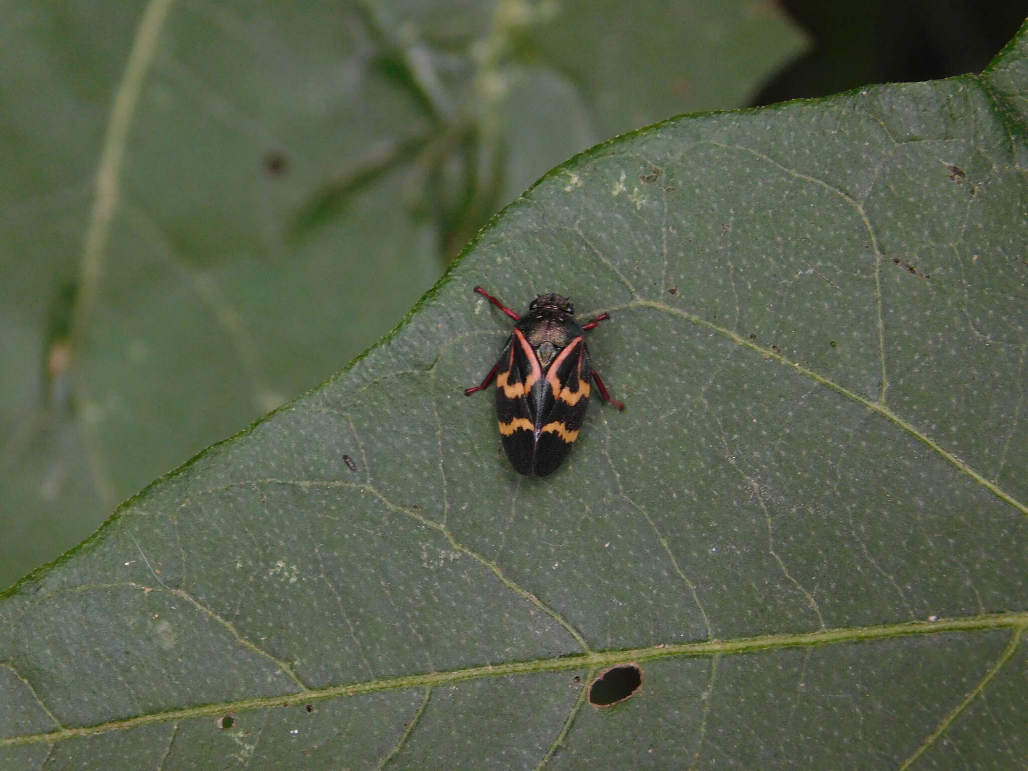 Image of Deois (Fennahia) flexuosa (Walker 1851)