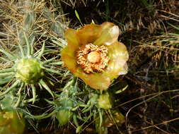 Image of thistle cholla