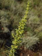 Image of Crassula lanceolata (Eckl. & Zeyh.) Endl. ex Walp.