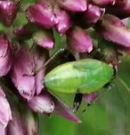 Sivun Adelphocoris ticinensis (Meyer-Dur 1843) kuva