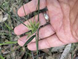 Entolasia stricta (R. Br.) Hughes resmi