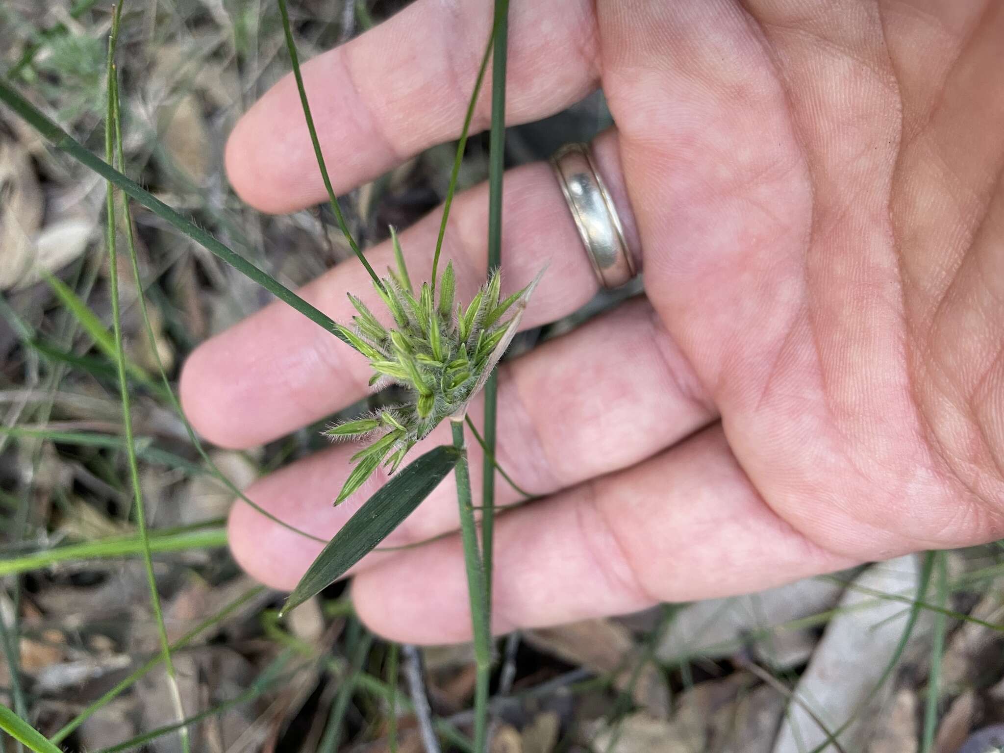 Imagem de Entolasia stricta (R. Br.) Hughes