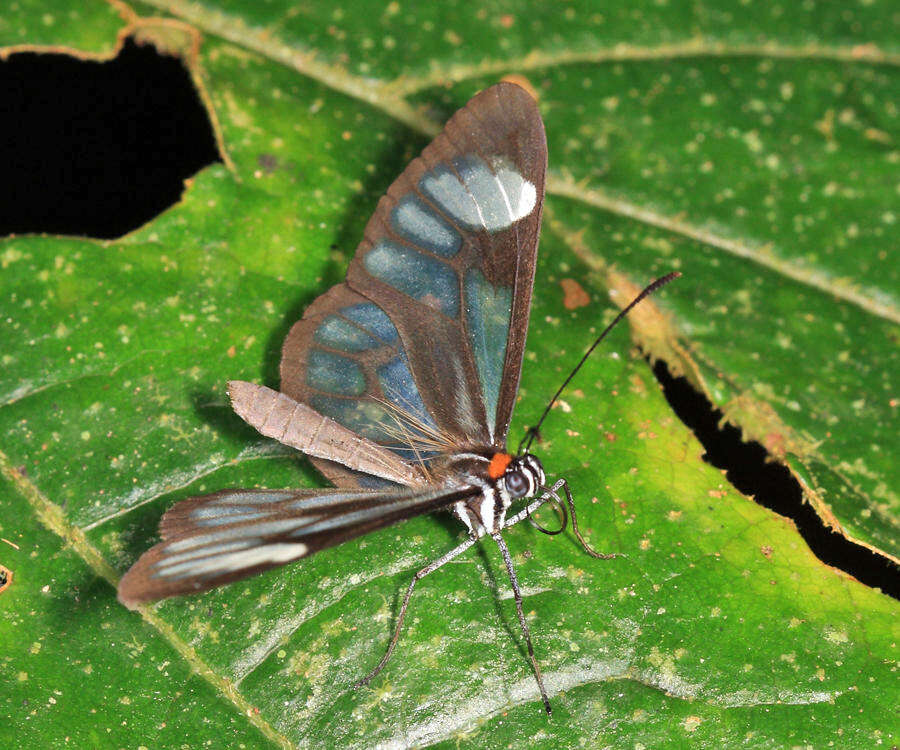 Image of Ithomia terra terrana Haensch 1903