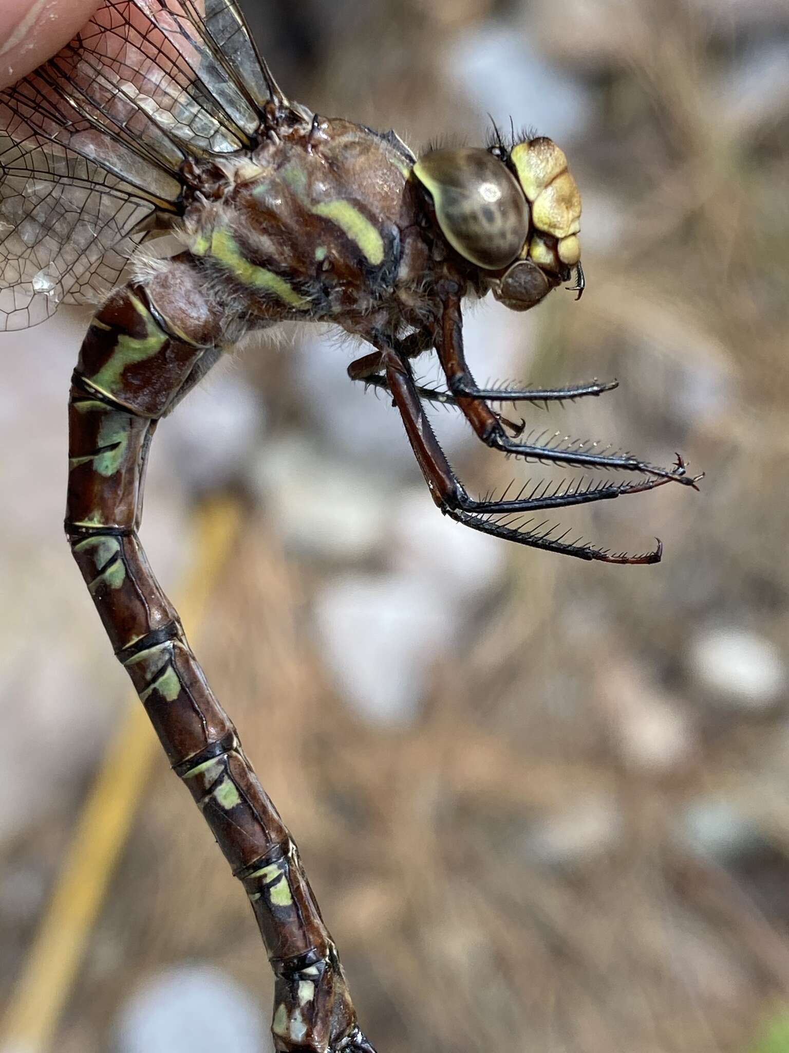 Image of Riffle Darner