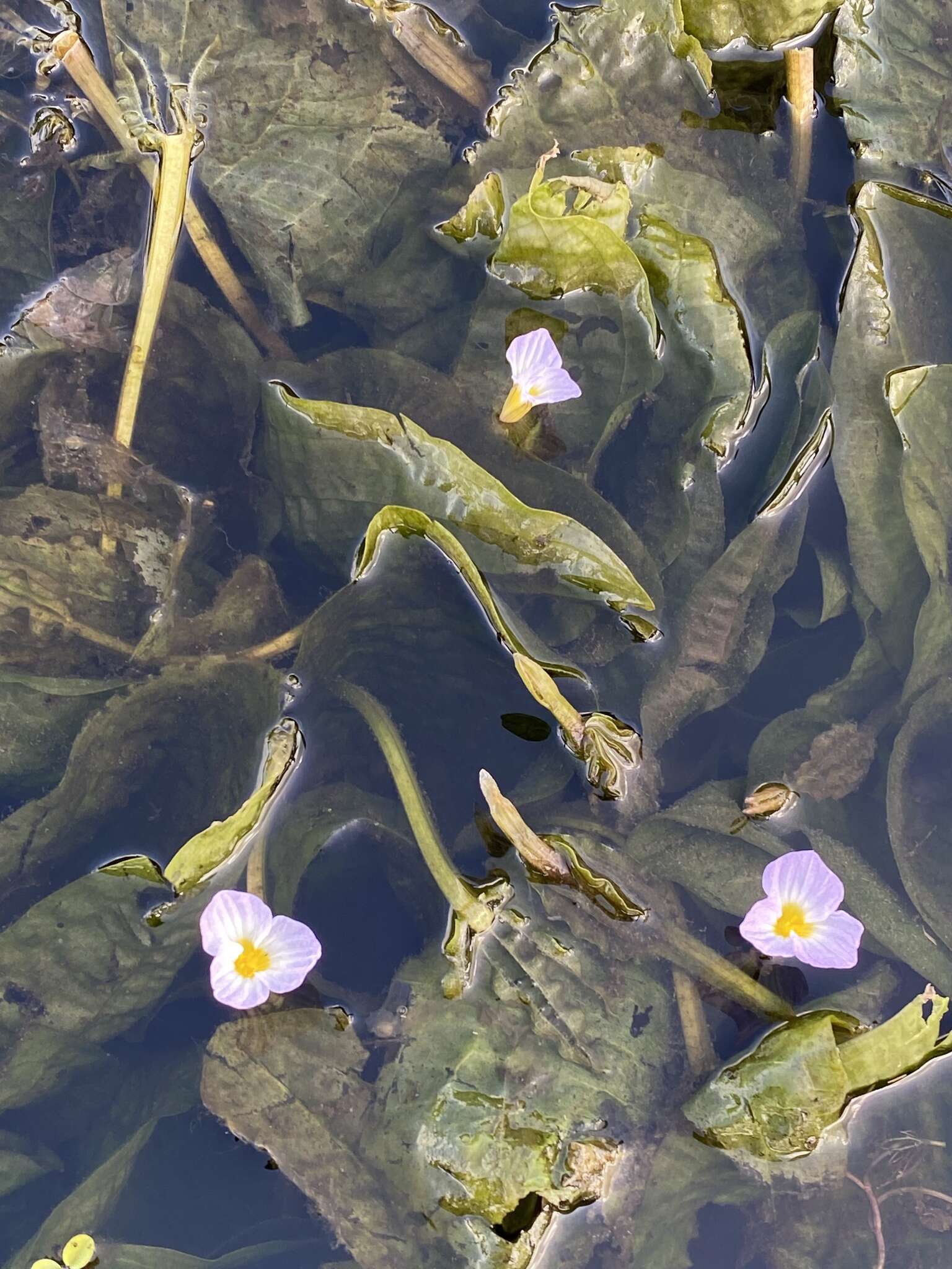 Image of Duck-Lettuce