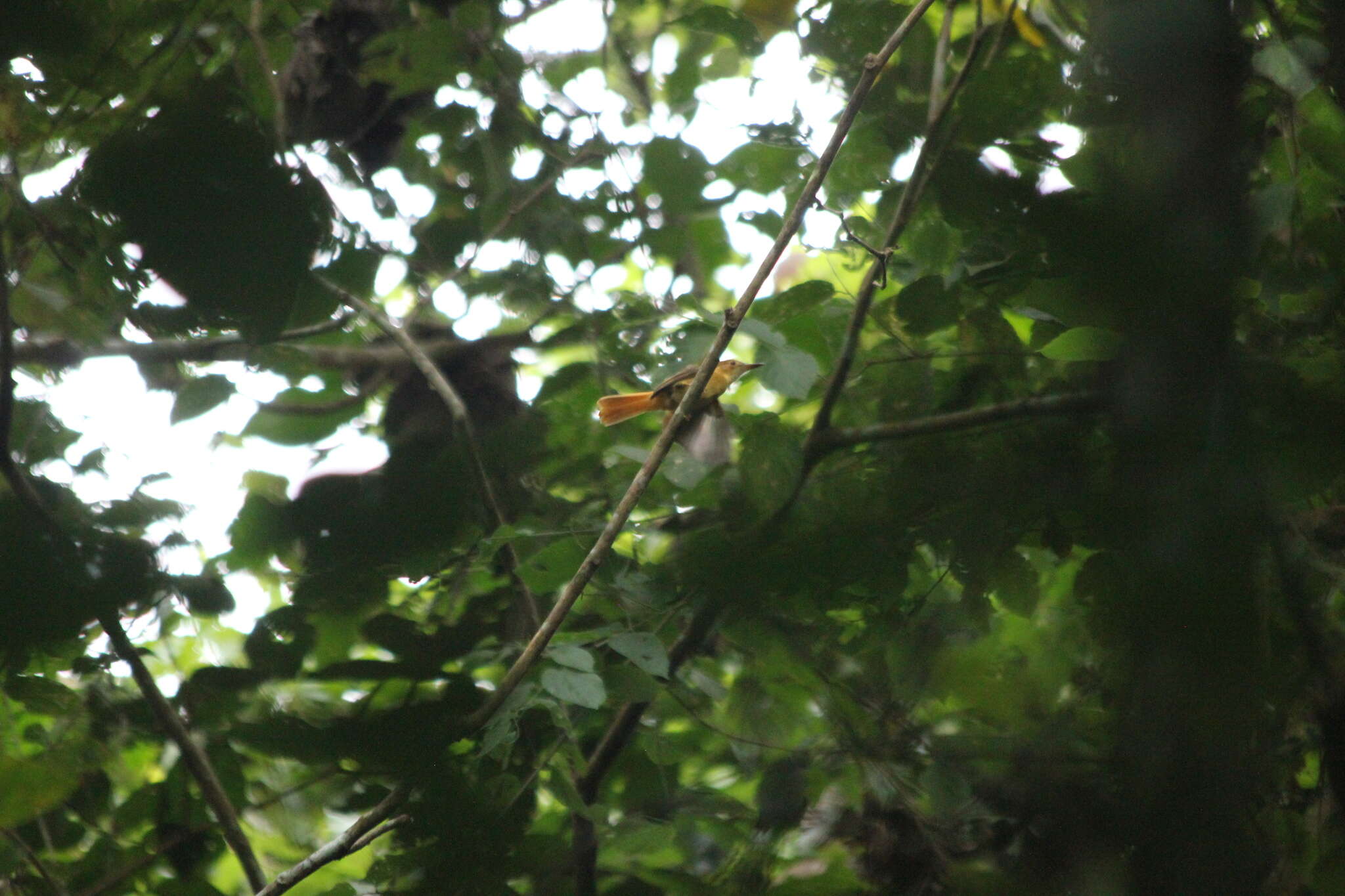 <i>Onychorhynchus coronatus occidentalis</i>的圖片