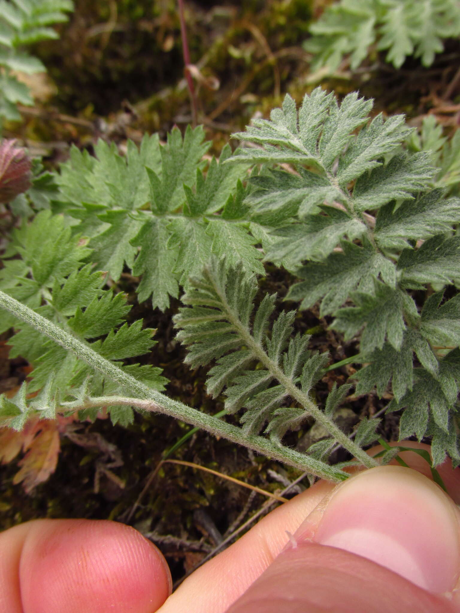 Tanacetum poteriifolium (Ledeb.) Grierson的圖片