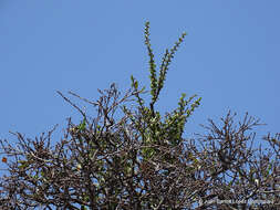 Image of Cladocolea diversifolia (Benth.) J. Kuijt