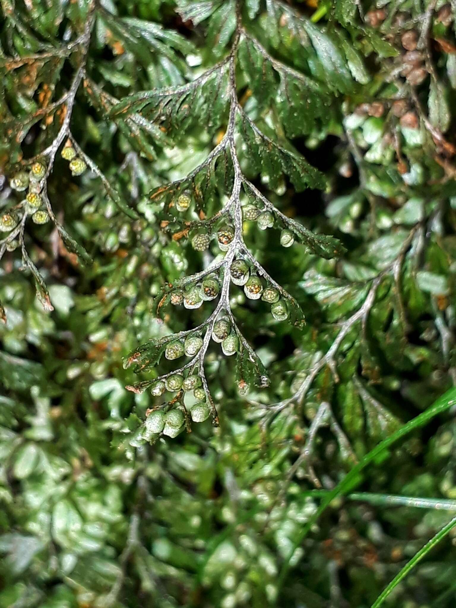 صورة Hymenophyllum peltatum (Poir.) Desv.