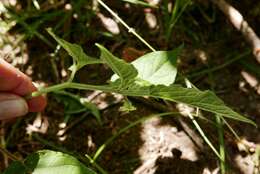 Imagem de Physalis pubescens L.