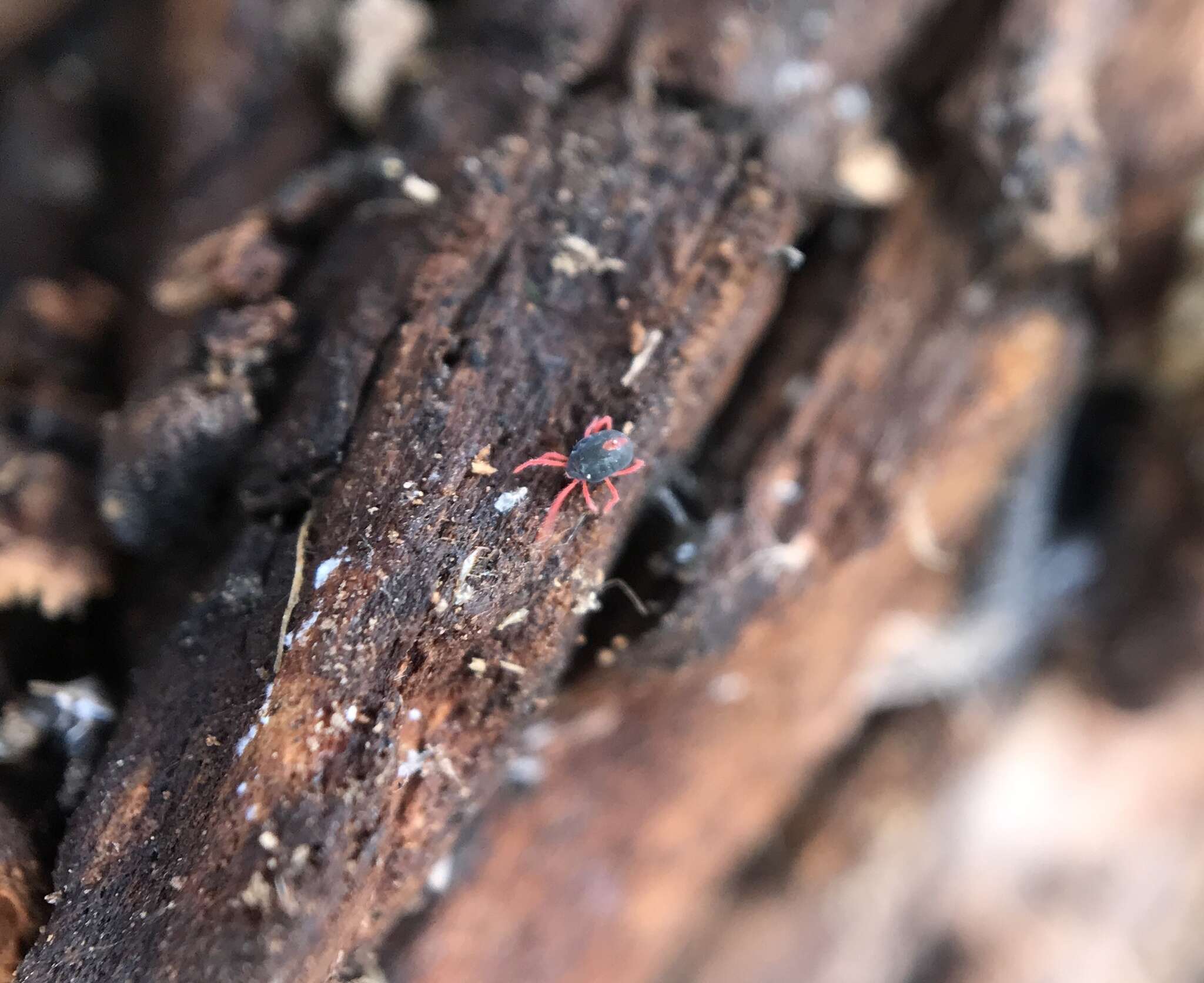 Image of winter grain mites