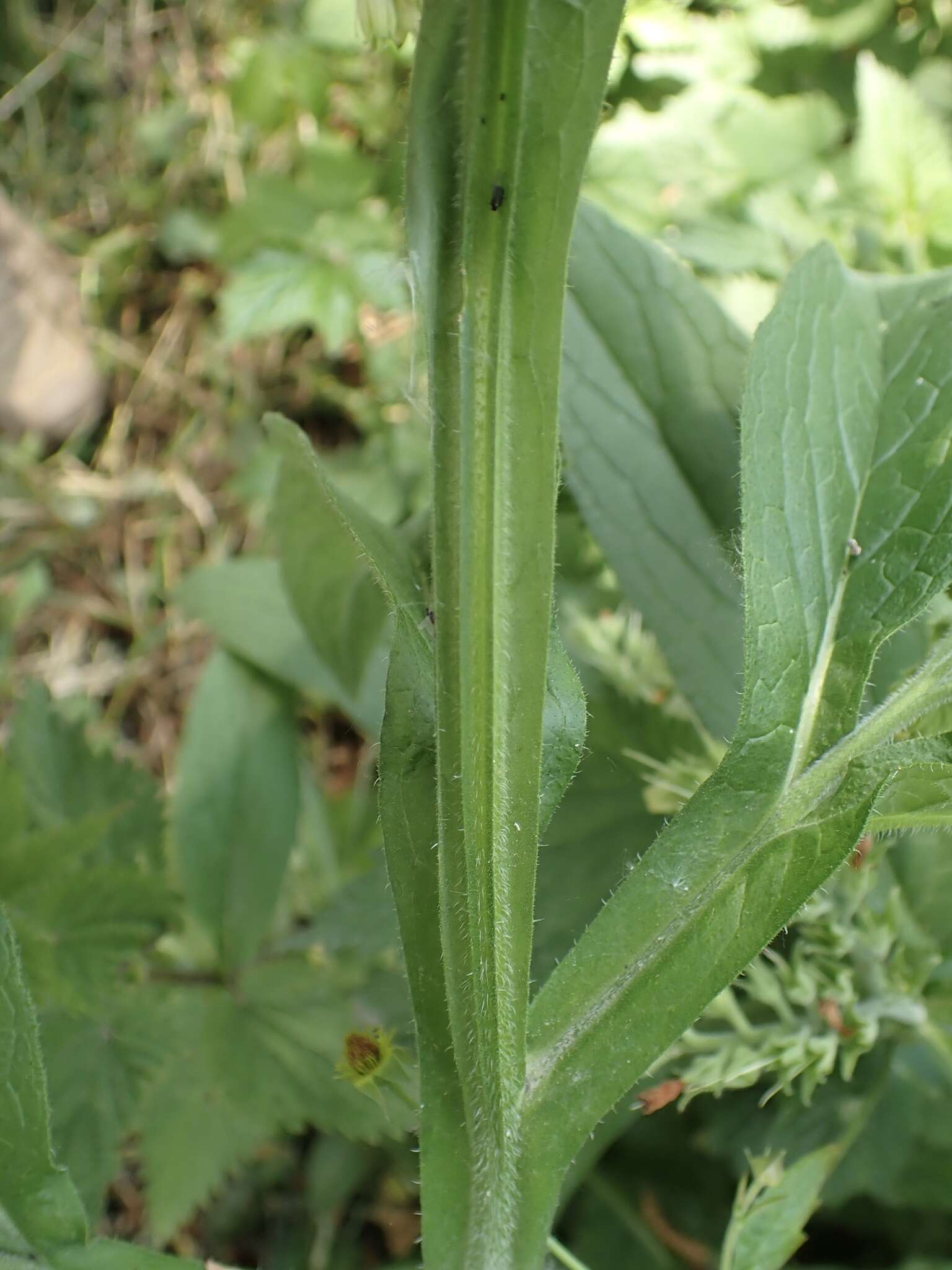 Image of Symphytum officinale subsp. bohemicum (F. W. Schmidt) Celak.