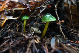 Image of Gliophorus psittacinus (Schaeff.) Herink 1958