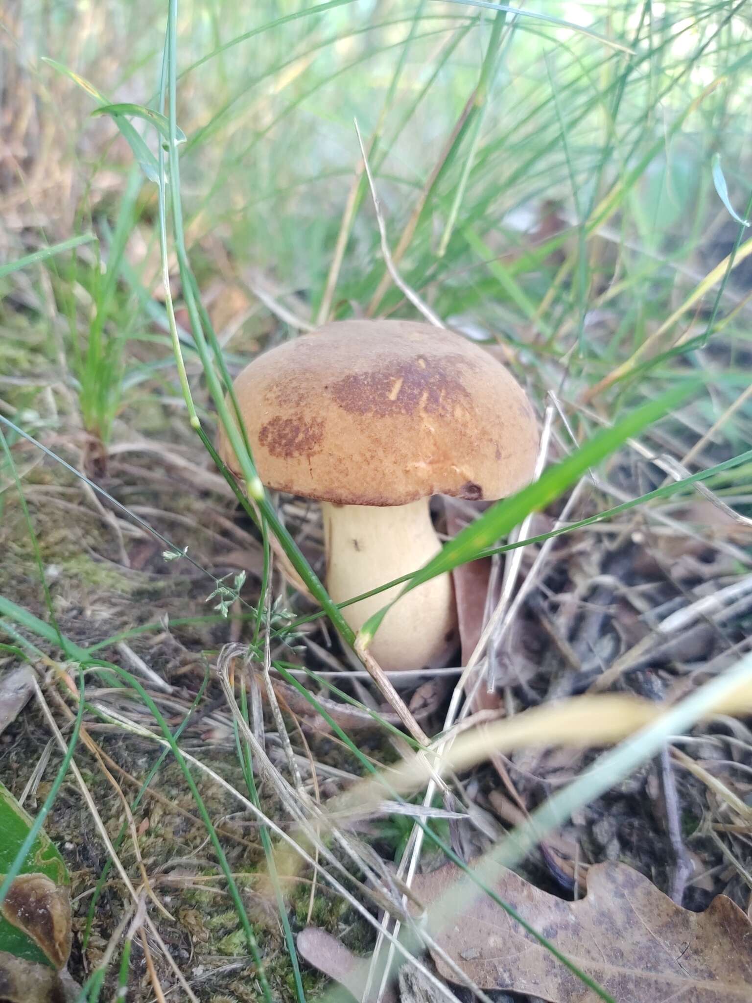 Image of Boletus vermiculosus Peck 1872